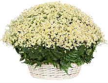 Цветочная композиция из Ромашки в корзине #REPLACE_PRED# Покрове